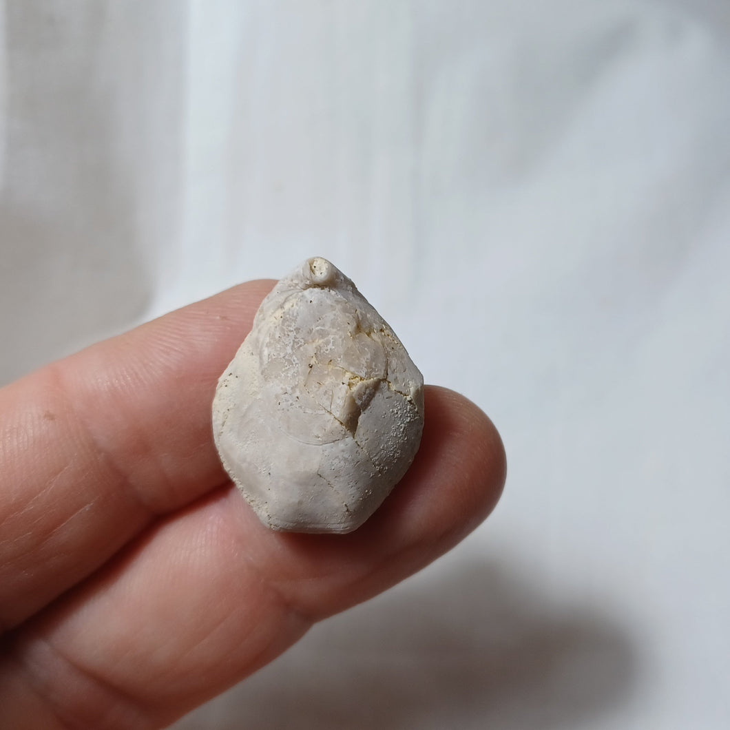 Monsardithyris ronzevauxi ventricosa
