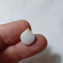 Load image into Gallery viewer, Pseudoglossothyris leckhamptonensis
