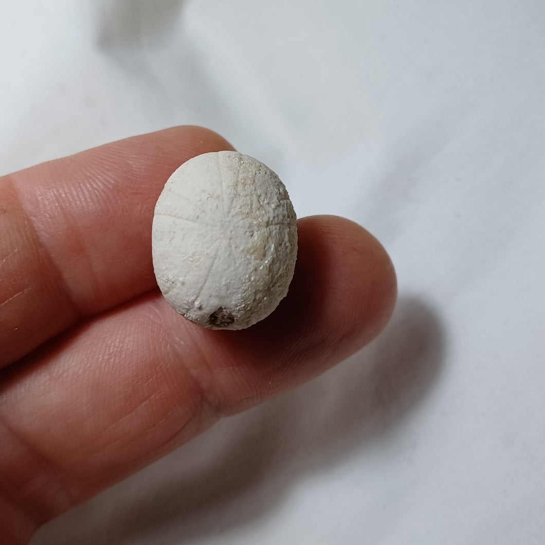Pseudopyrina ovulum