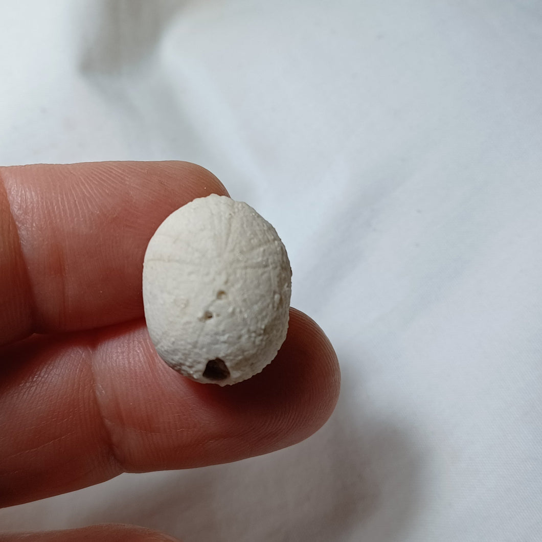 Pseudopyrina ovulum