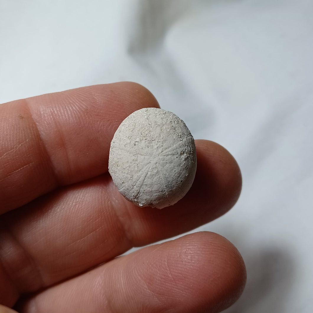 Pseudopyrina ovulum