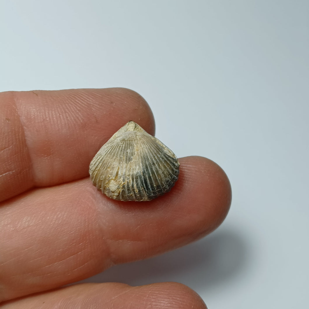 Cyclothyris sp