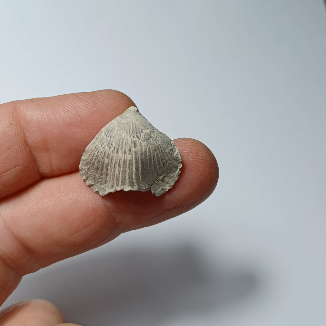 Cyclothyris sp