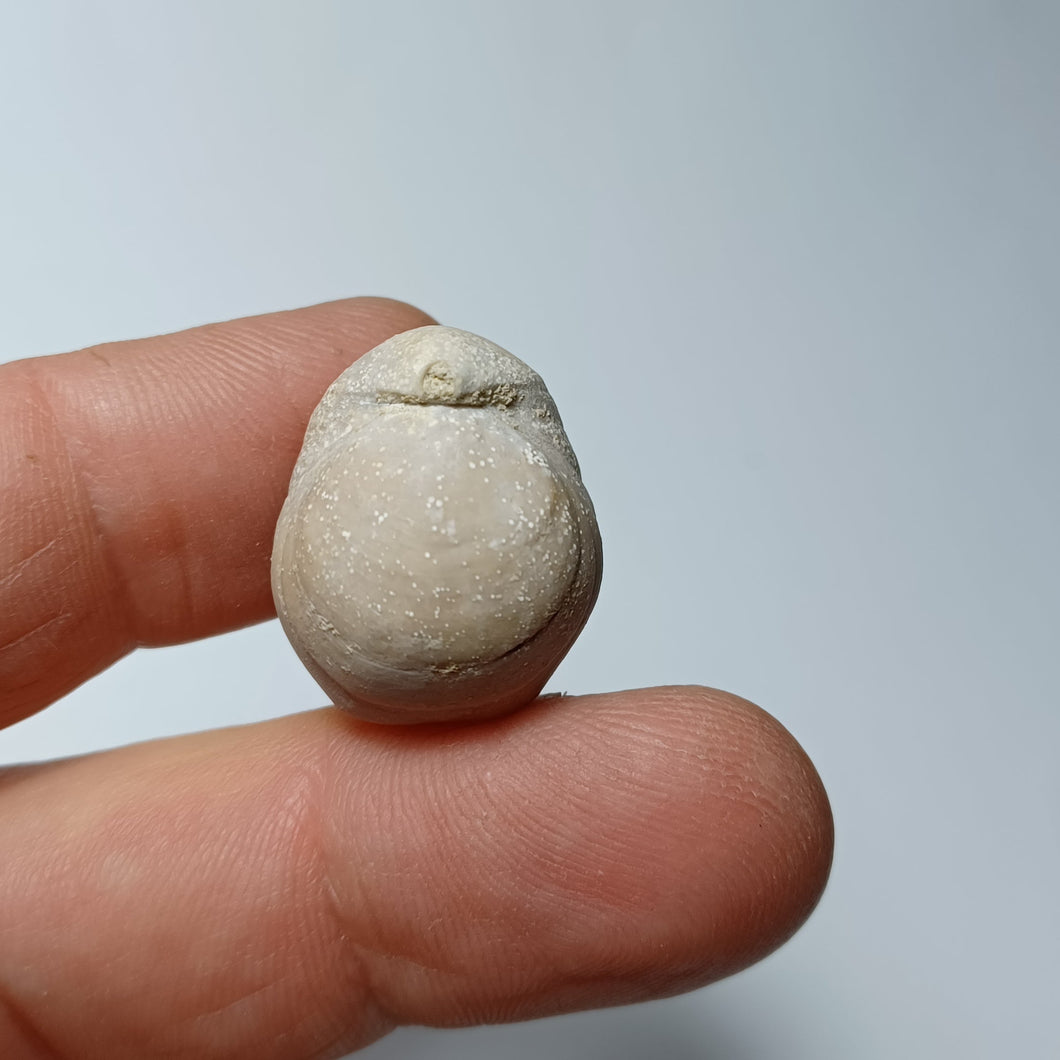 Sphaeroidothyris globisphaeroidalis