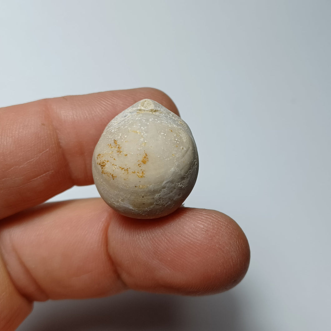 Sphaeroidothyris globisphaeroidalis