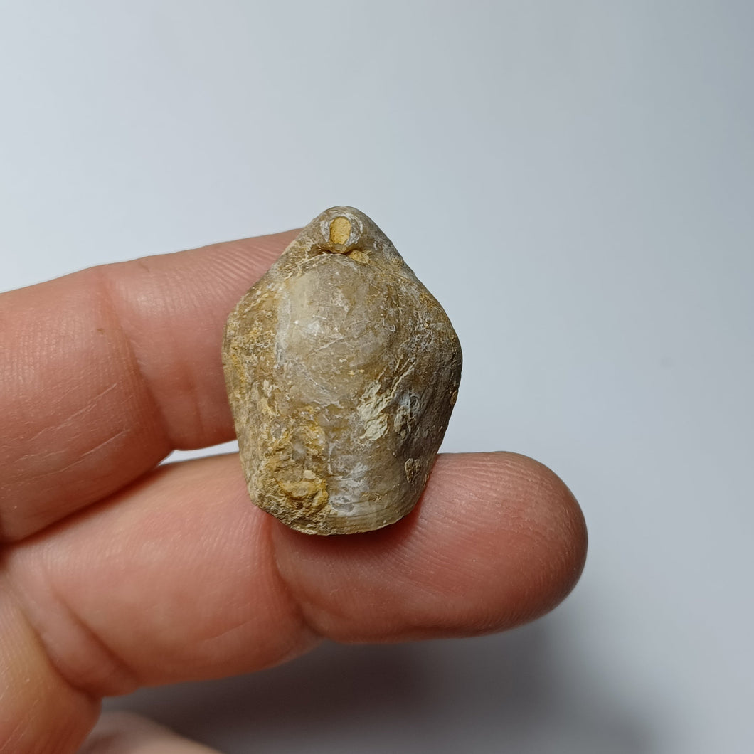 Dorsoplicathyris ledonica