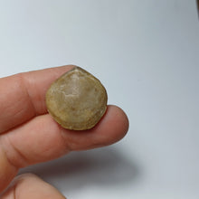 Charger l&#39;image dans la galerie, Zeilleria numismalis

