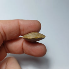 Charger l&#39;image dans la galerie, Zeilleria numismalis
