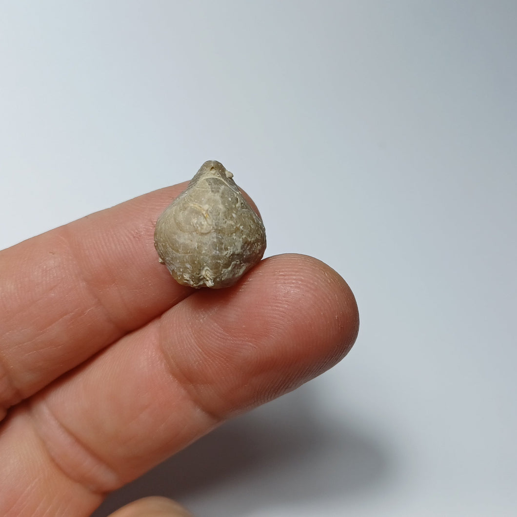 Lacunosella sparsicosta