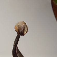 Charger l&#39;image dans la galerie, Gibbirhynchia tiltonensis
