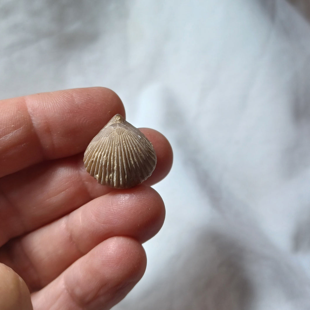 Kallirhynchia concinna