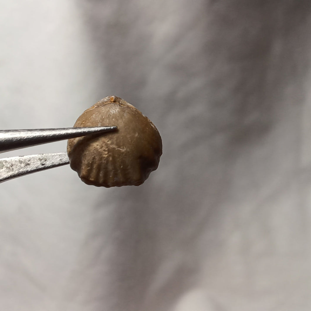 Monticlarella triloboides