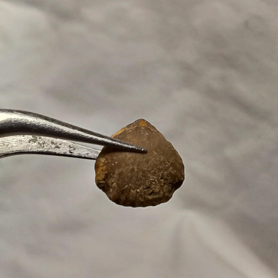 Monticlarella triloboides