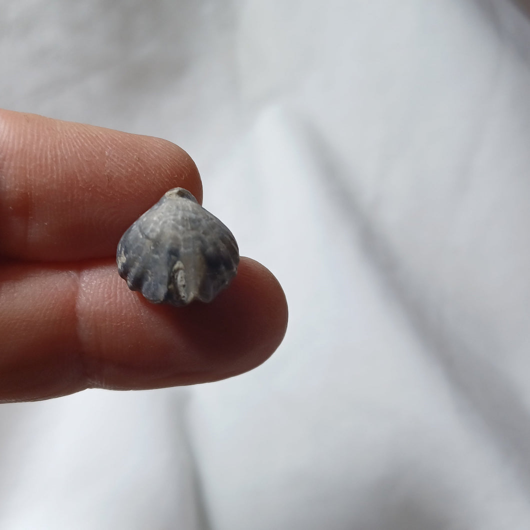 Cirpa major