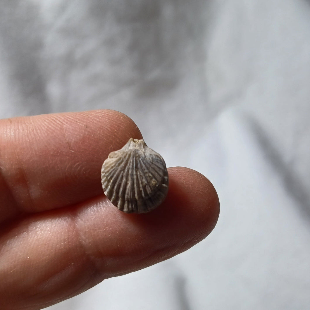 Gemmarcula asteriana