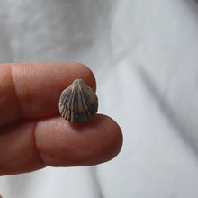 Charger l&#39;image dans la galerie, Gemmarcula asteriana
