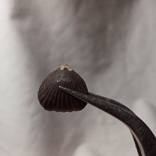 Charger l&#39;image dans la galerie, Gibbirhynchia liasica
