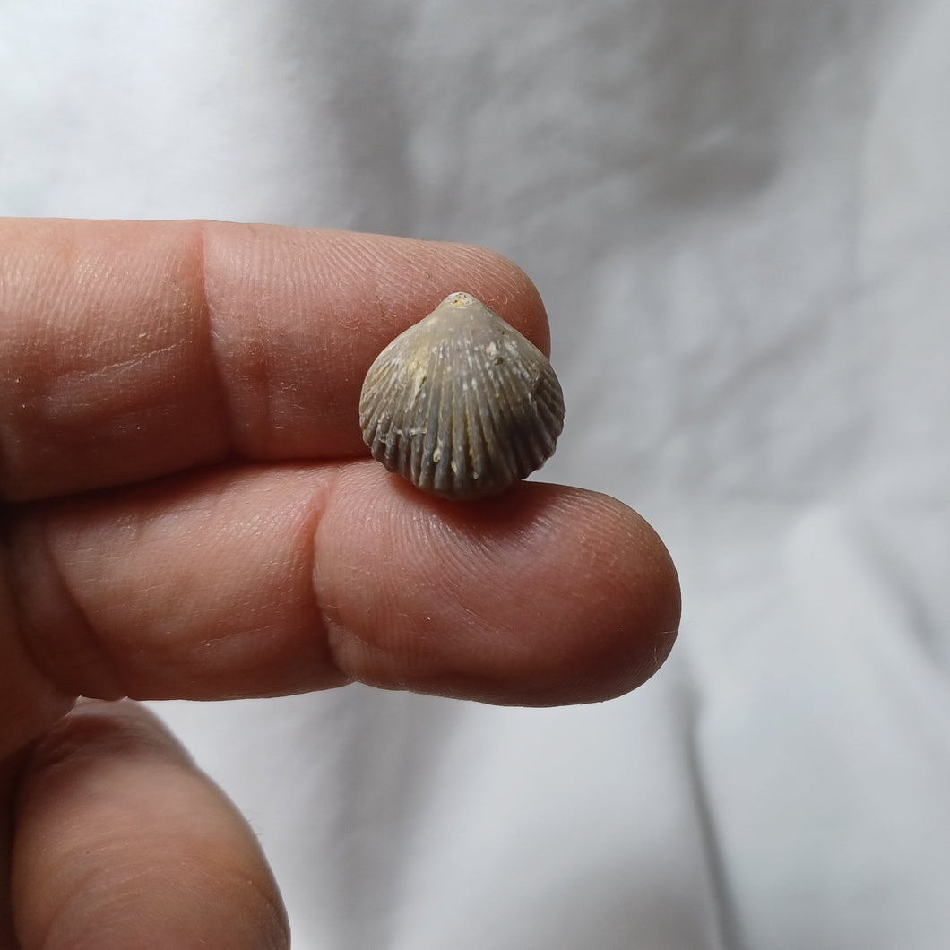 Septaliphoria pinguis
