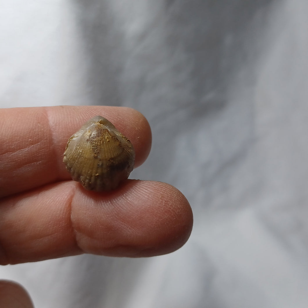 Tetrarhynchia tetraedra