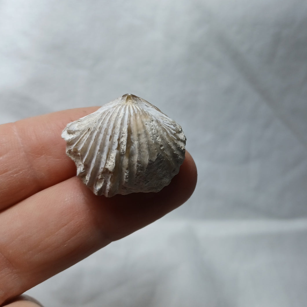 Goniorhynchia pictaviensis