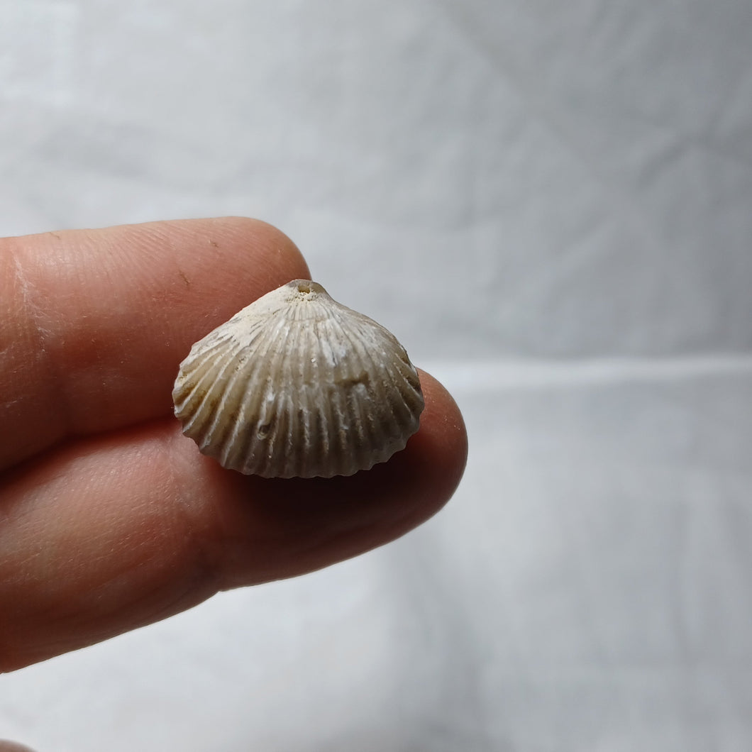 Goniorhynchia pictaviensis