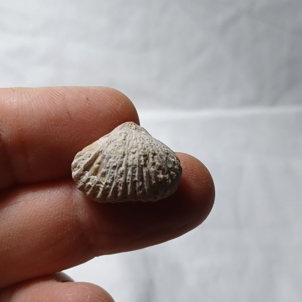 Goniorhynchia pictaviensis