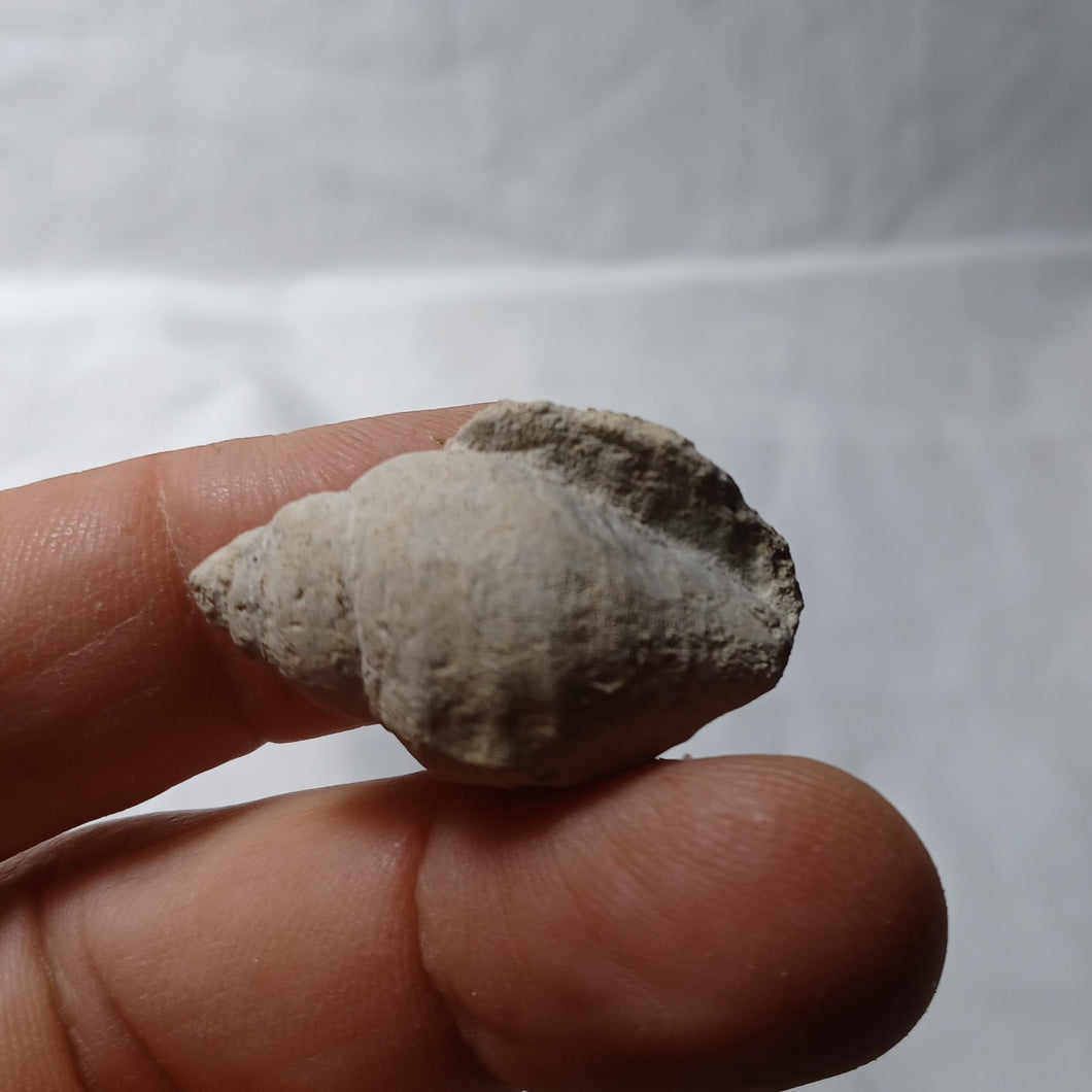 Phyllocheilus ponti