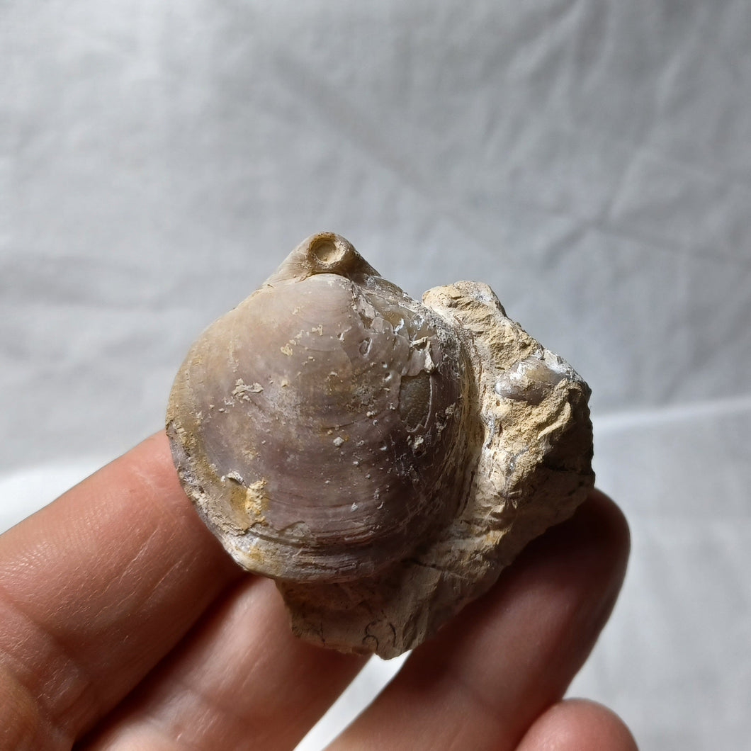 Xestosina equestris