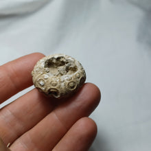 Charger l&#39;image dans la galerie, Romanocidaris pseudofilograna
