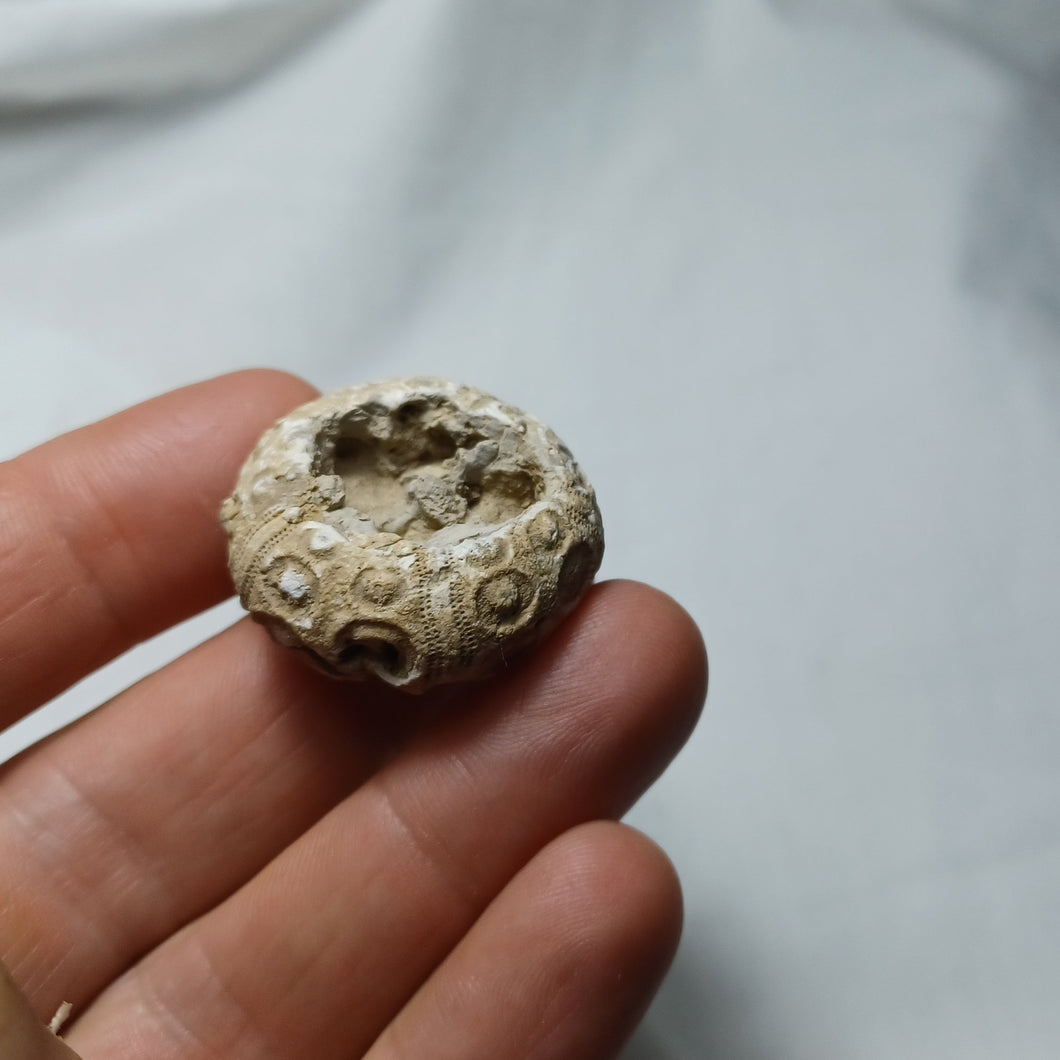 Romanocidaris pseudofilograna