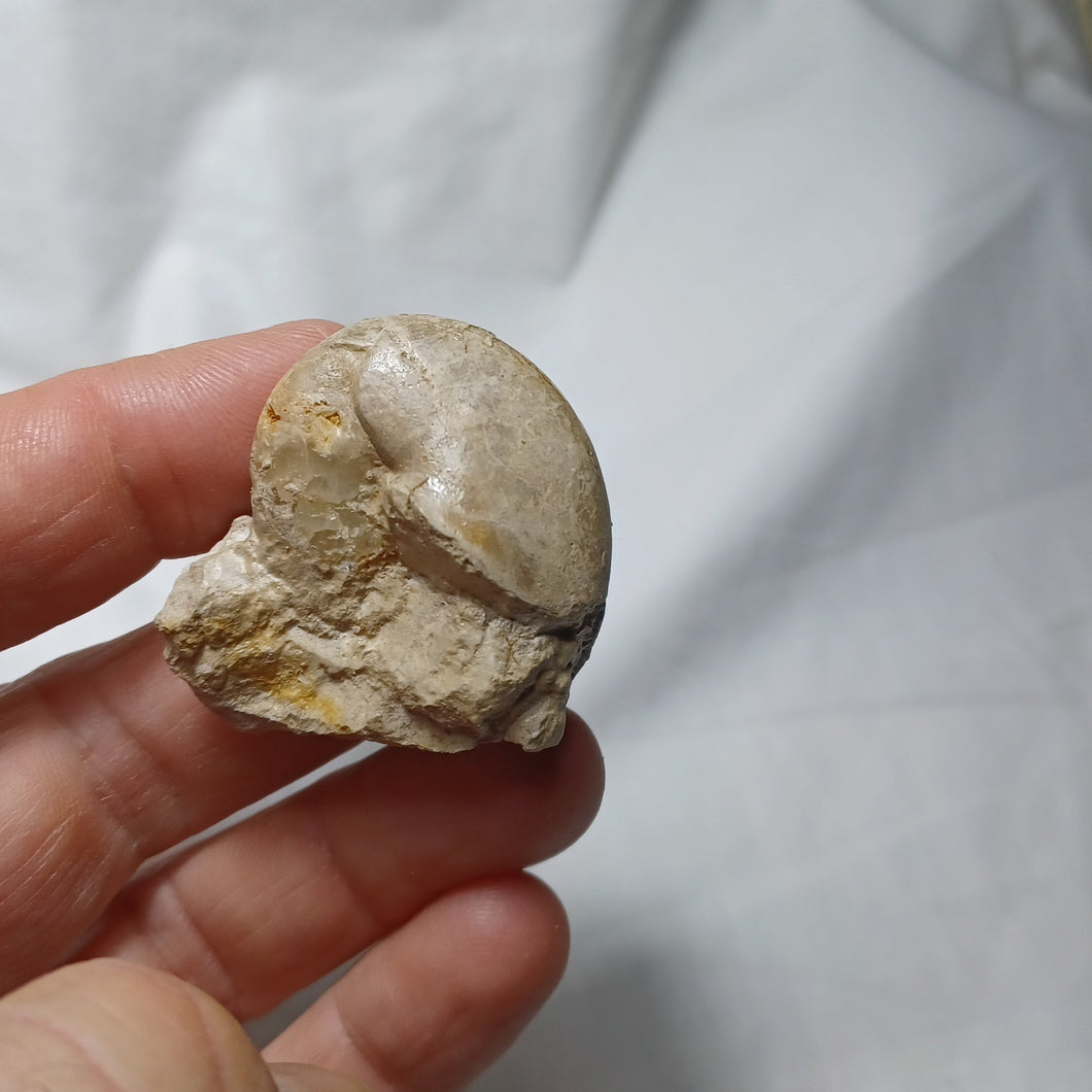 Nautile : Antaganides cf. erycinus