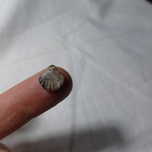 Charger l&#39;image dans la galerie, Pseudogibbirhynchia fallax
