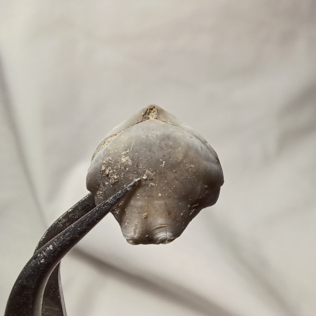 Homoeorhynchia cynocephala