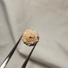 Charger l&#39;image dans la galerie, Pseudosalenia tuberculosa
