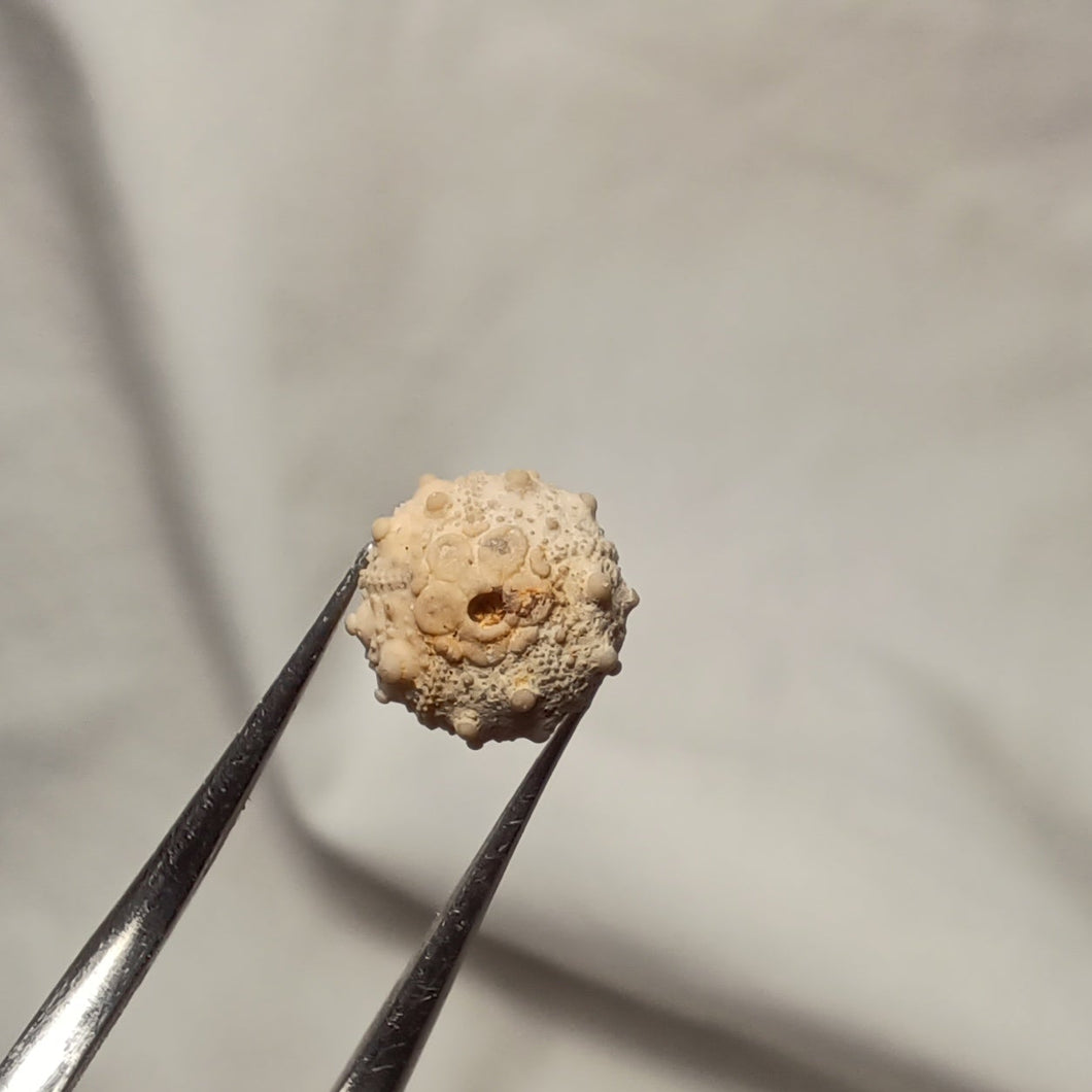Pseudosalenia tuberculosa