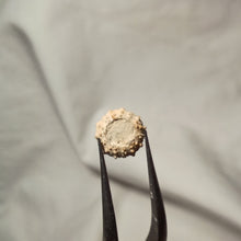Charger l&#39;image dans la galerie, Pseudosalenia tuberculosa

