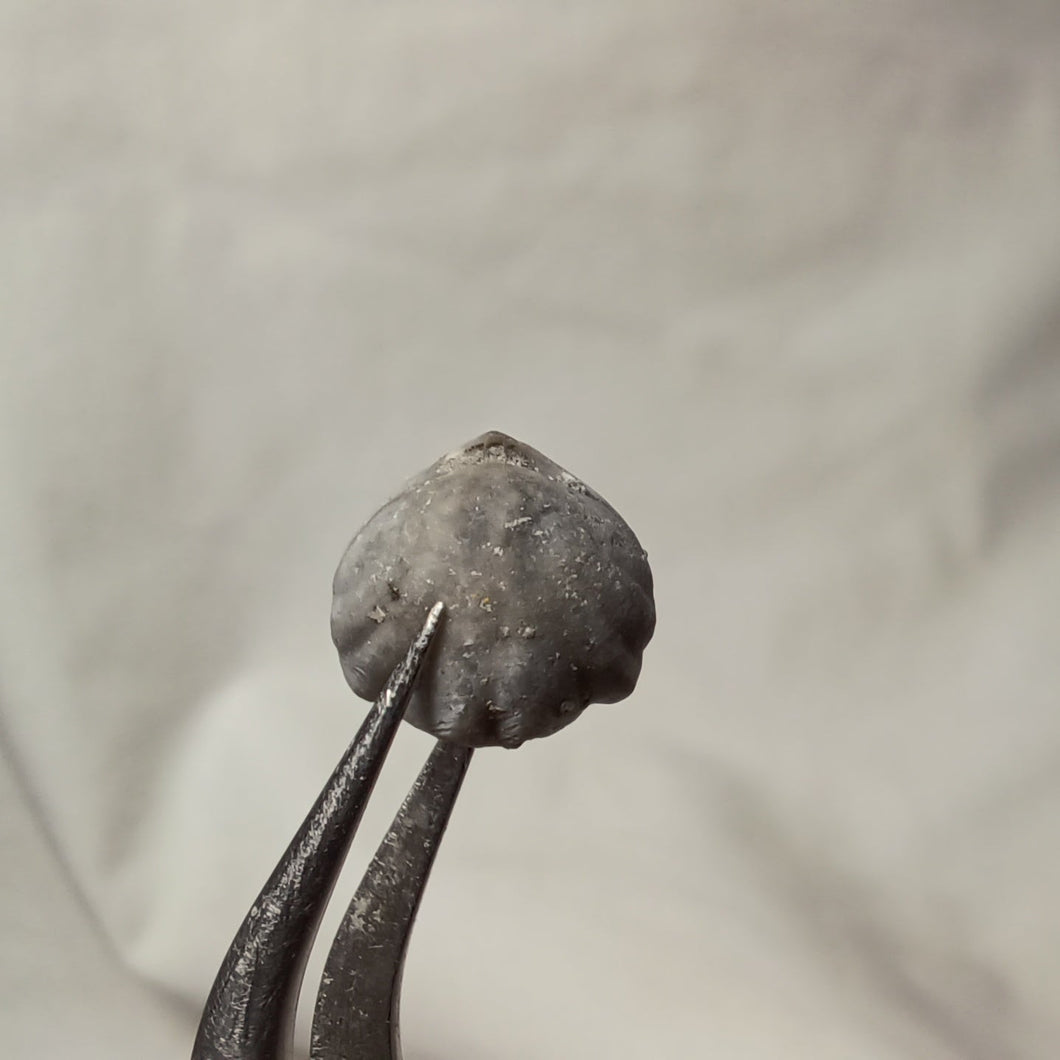 Homoeorhynchia cynocephala