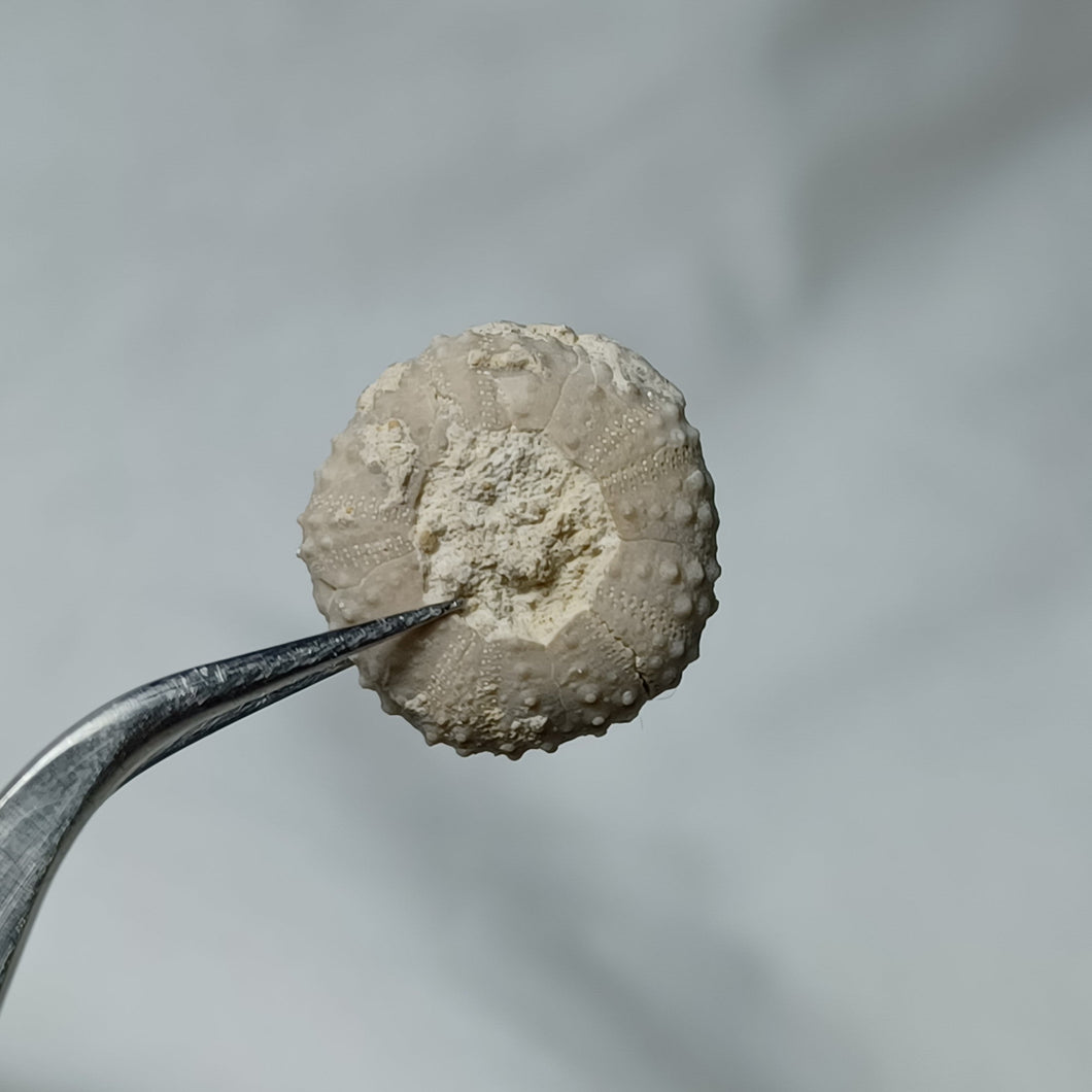 Tetragramma planissimum