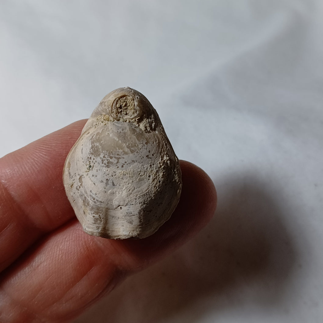 Xestosina suprajurensis