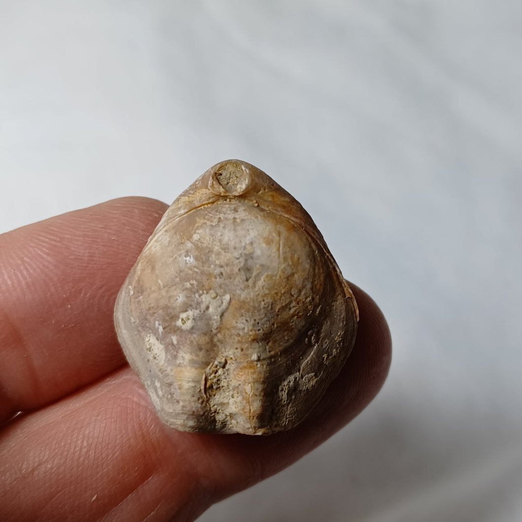 Xestosina suprajurensis