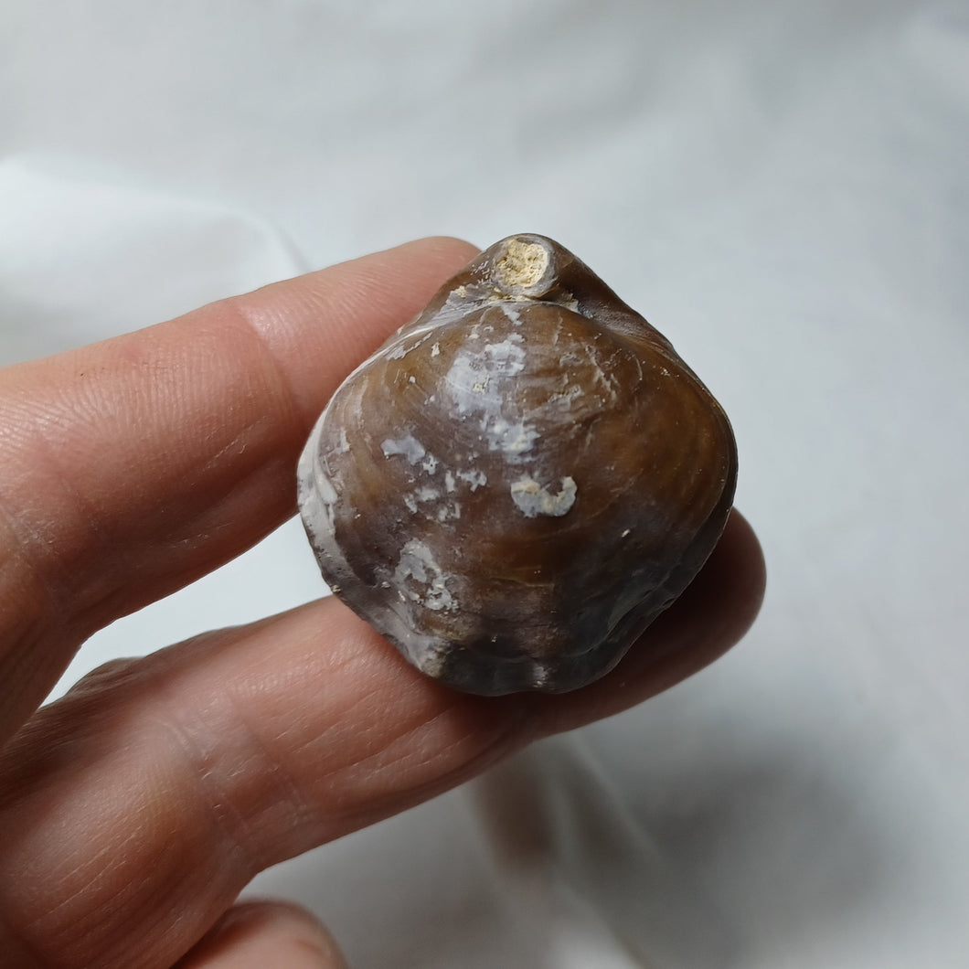 Epithyris oxonica