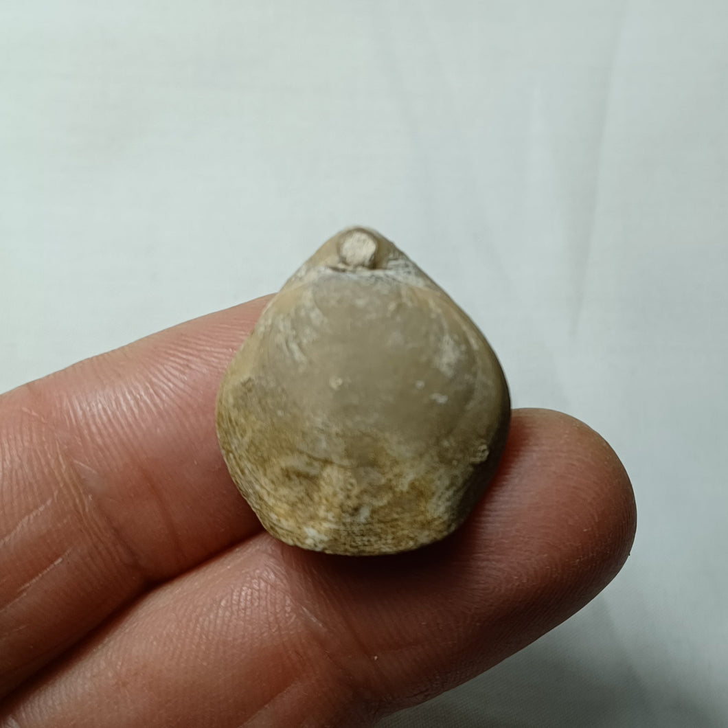 Lophrothyris calloviensis ?