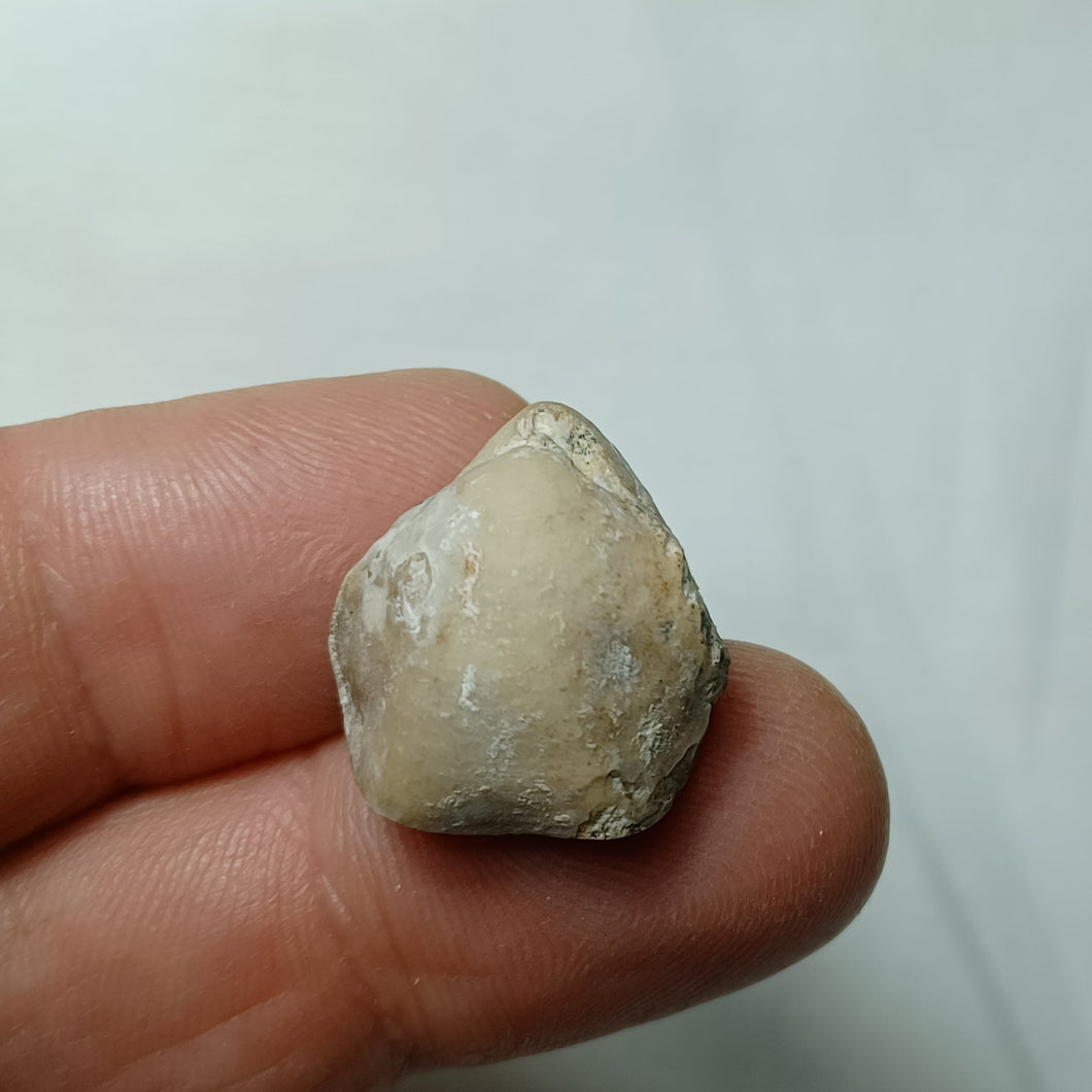 Cererithyris nutiensis