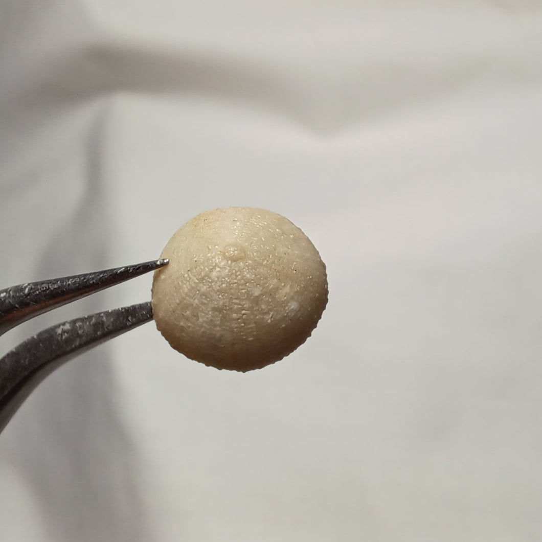 Discoides inferus