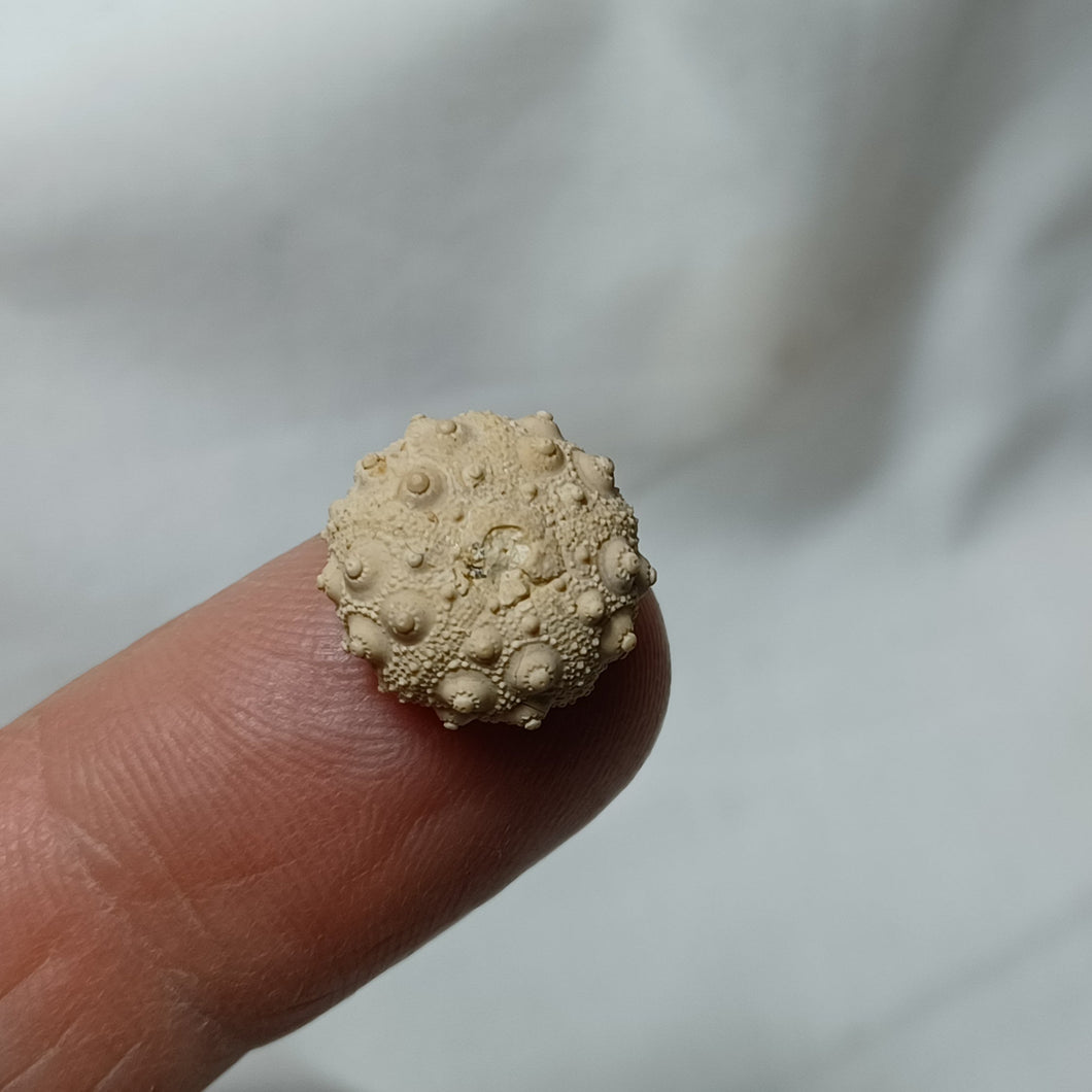 Hemicidaris mitra