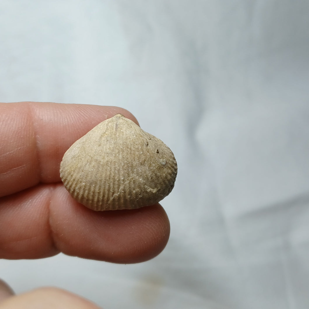 Acanthothyris spinosa