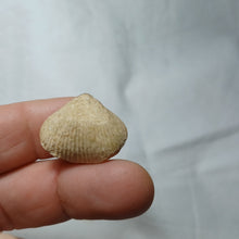 Charger l&#39;image dans la galerie, Acanthothyris spinosa
