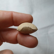 Charger l&#39;image dans la galerie, Acanthothyris spinosa
