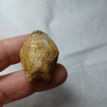 Load image into Gallery viewer, Zeilleria cornuta
