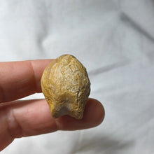 Load image into Gallery viewer, Zeilleria cornuta
